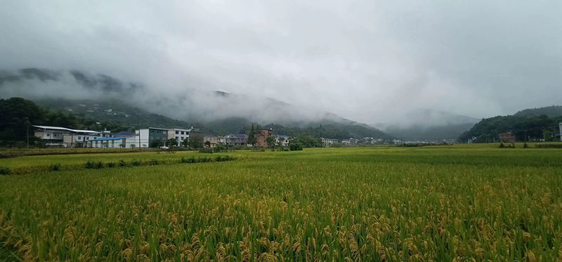 337P粉嫩大胆色噜噜噜 “梅雨季”看轻钢别墅如何抵御南方的霉雨天?会生锈?不可能!(图1) 睿婕轻钢别墅
